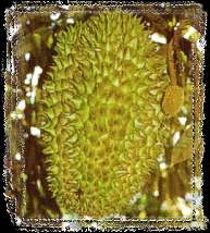 Durian