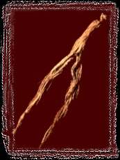 Ginseng