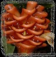 Ingwer